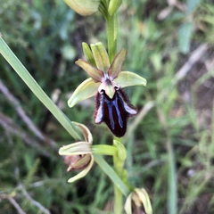 Ophrys sphegodes atrata