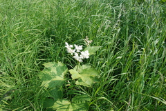 Filipendula camtschatica