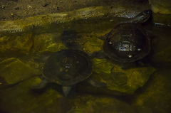 Chelodina mccordi