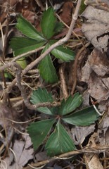 Potentilla simplex