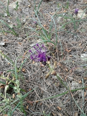 Muscari comosum