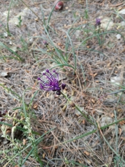 Muscari comosum