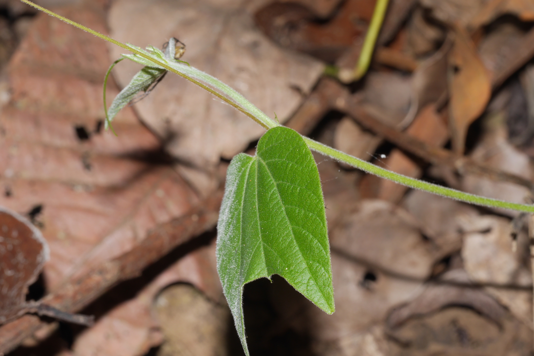 Passiflora cisnana image