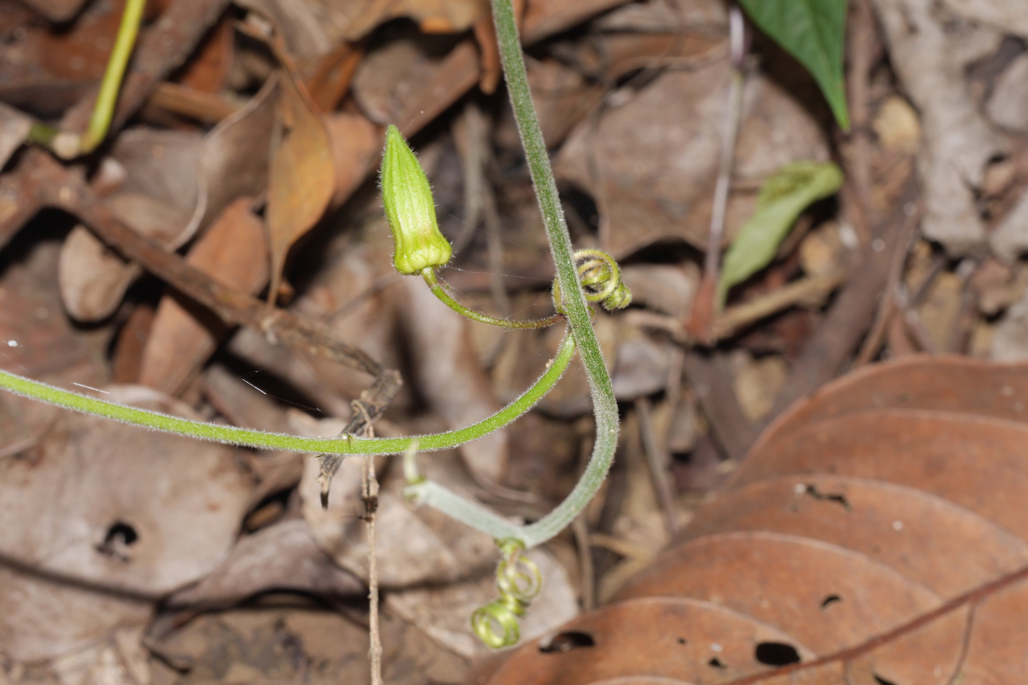 Passiflora cisnana image