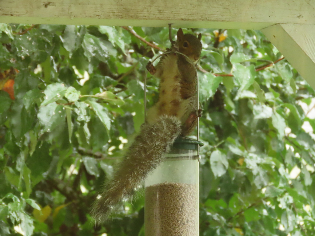 Eastern Gray Squirrel from Corvallis, OR, USA on October 24, 2023 at 02