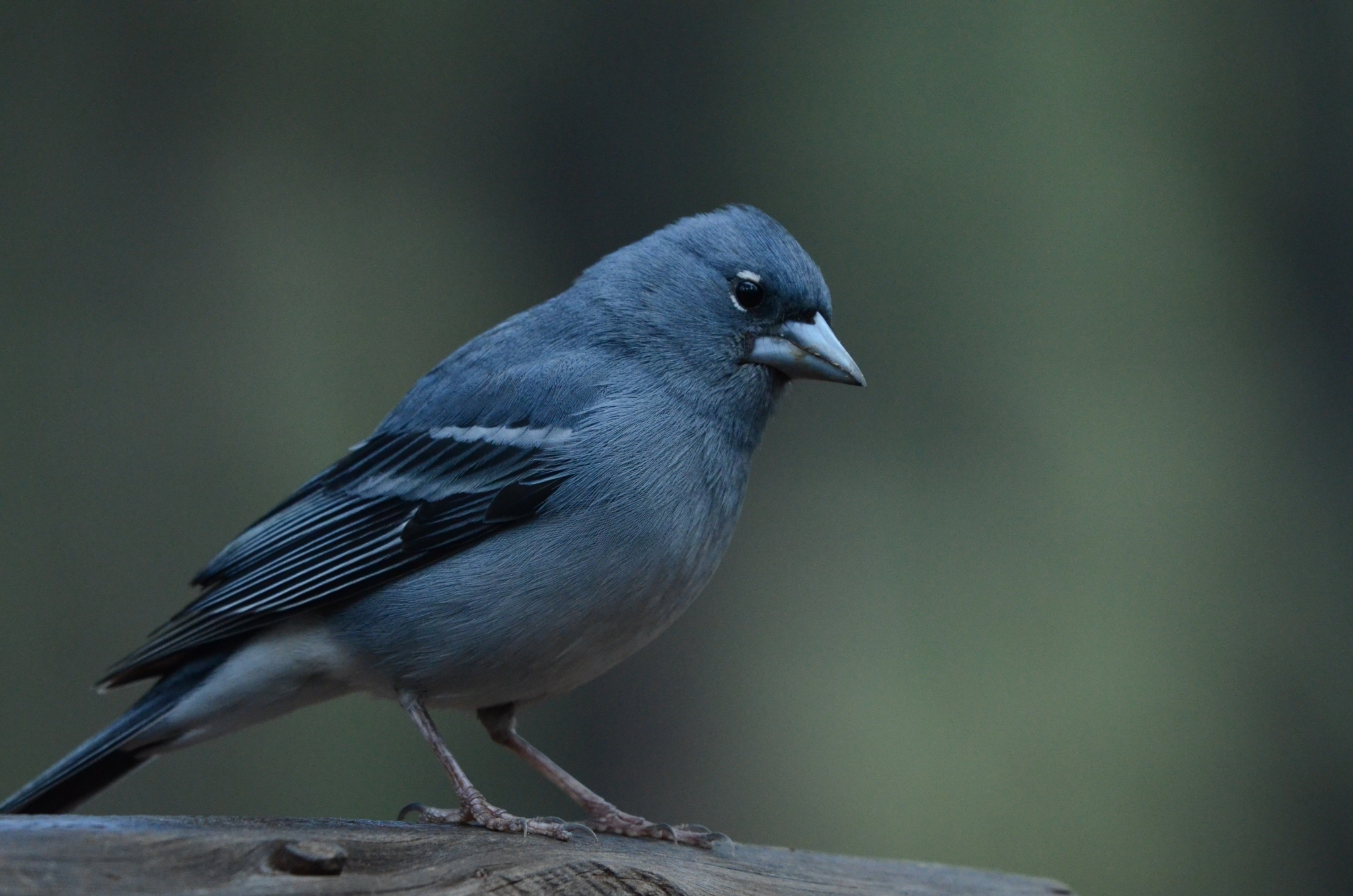 Tenerife Blue Chaffinch (Fringilla teydea)