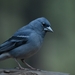 Tenerife Blue Chaffinch - Photo (c) Charlotte Kirchner, some rights reserved (CC BY), uploaded by Charlotte Kirchner