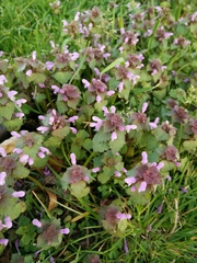 Lamium purpureum
