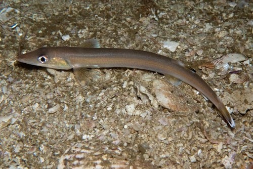 Beaked salmon (Gonorynchus gonorynchus) — Gonorynchidae
