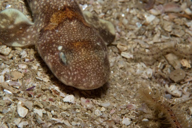 alitán viperino, dog fish, pofadderschaamhaai, pofadder-skaamoog, puff-adder shy shark, puffadder shyshark, rästik-ujehai, roussette vipérine, skaamoog, slangerødhaj, žralok stydlivý, غرَّاء مُحتشِِمة حفِث أُفْعُوى, 埃氏宽斑鲨, 埃氏宽瓣鲨, 埃氏寬瓣鯊