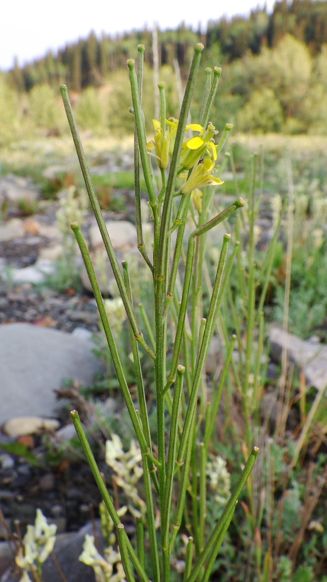Erysimum inconspicuum