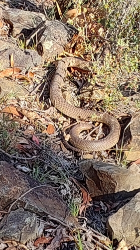 Eastern Brown Snake sighting