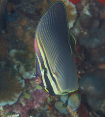 Chaetodon baronessa