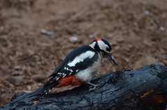 Dendrocopos major canariensis