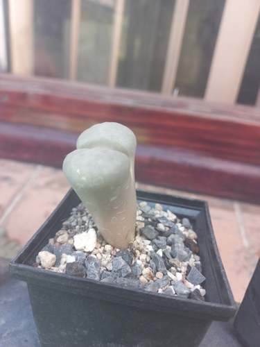 Lithops pseudotruncatella var. alpina (Dinter) Boom