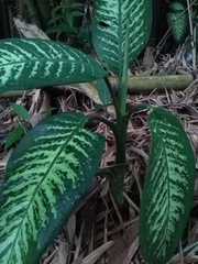 Dieffenbachia