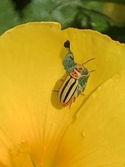 Disonycha spilotrachela