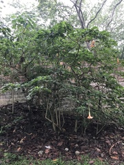 Brugmansia sanguinea