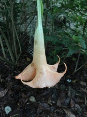 Brugmansia sanguinea