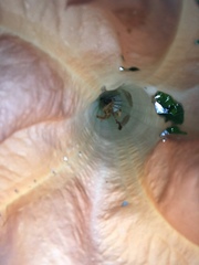 Brugmansia sanguinea