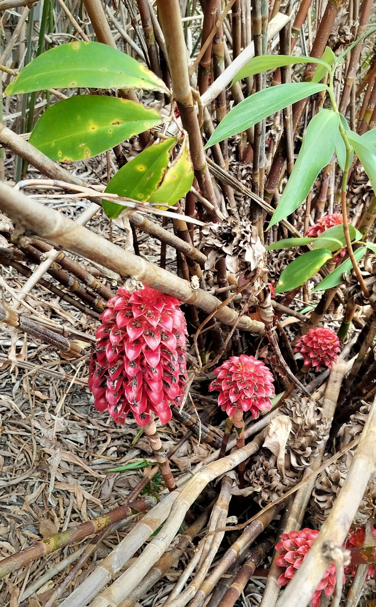Imagem de Gengibre-vermelho