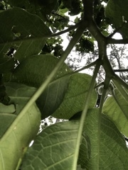 Brugmansia sanguinea