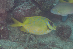 Siganus corallinus