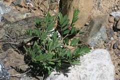 Tephrosia apollinea