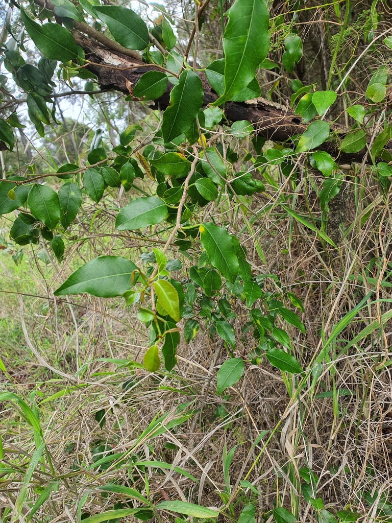 Scrub poison tree from Ipswich - West, Queensland, Australia on ...