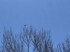 Falco sparverius