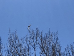 Falco sparverius