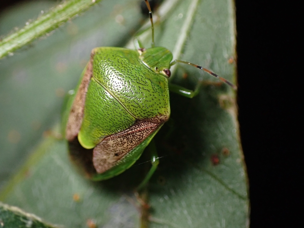 Oriental Stink Bug