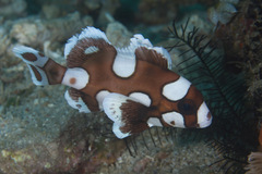 Plectorhinchus chaetodonoides