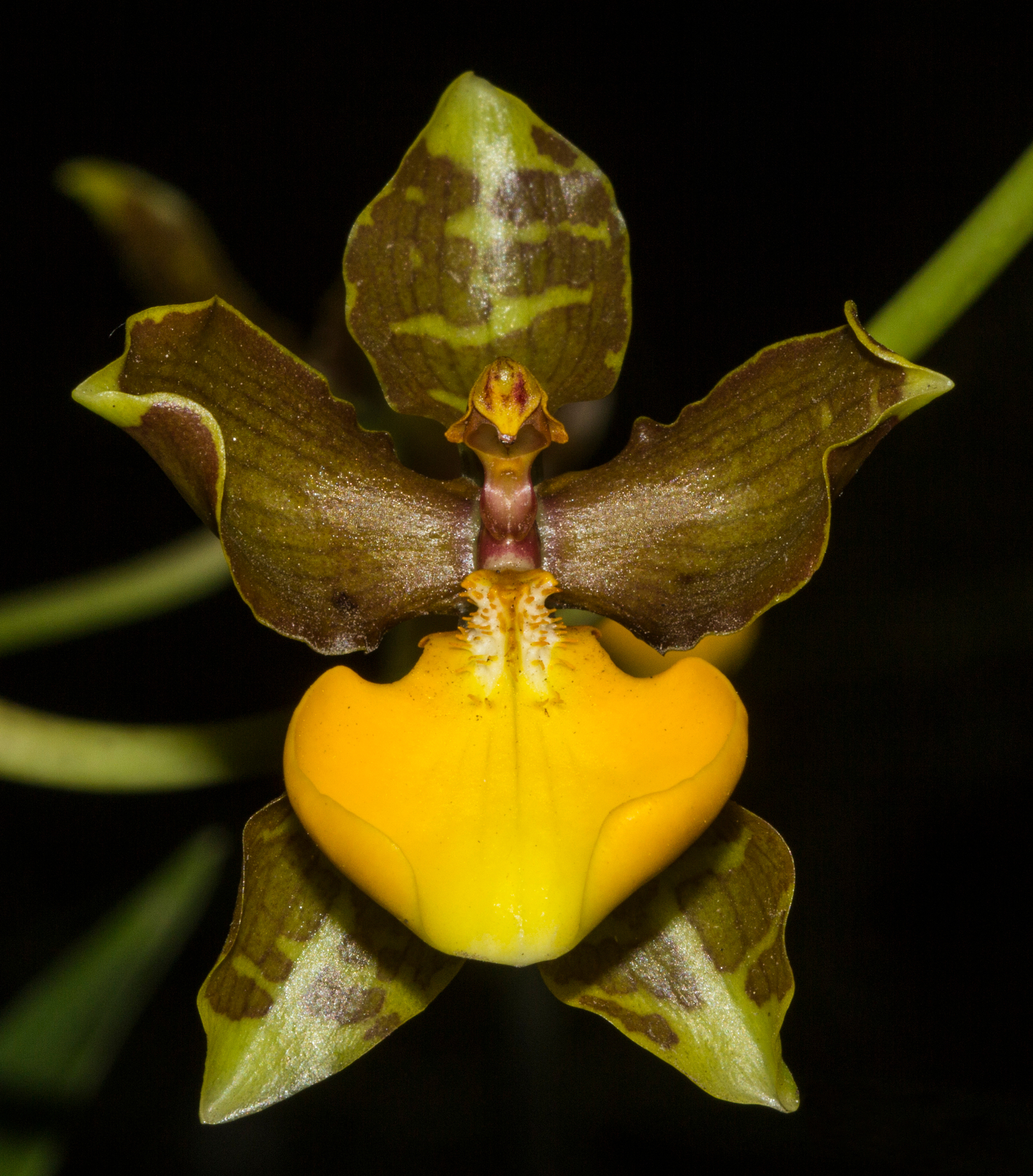 Cyrtochilum loxense (Lindl.) Kraenzl.