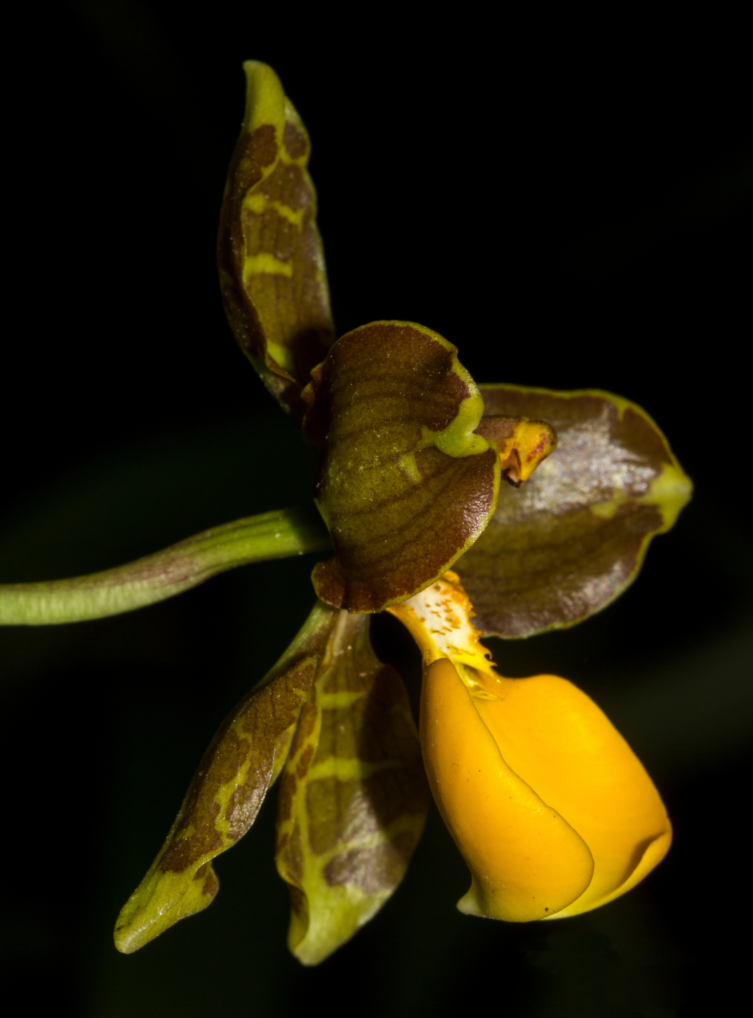 Cyrtochilum loxense (Lindl.) Kraenzl. 2
