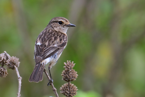 African Stonechat