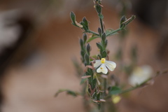 Henrya insularis