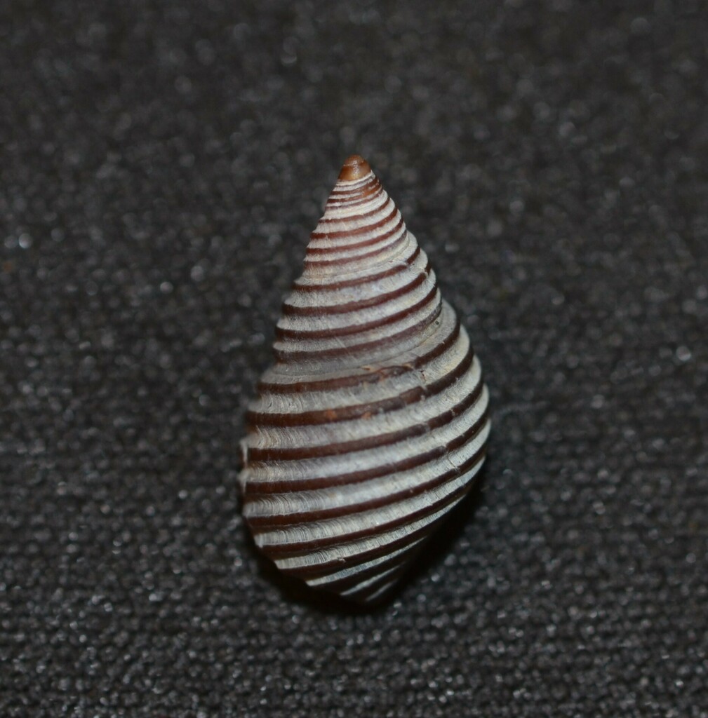 Supplanaxis planicostatus
