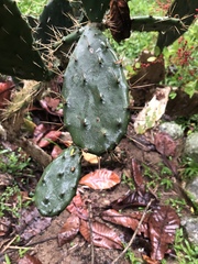 Opuntia