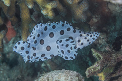 Chromileptes altivelis