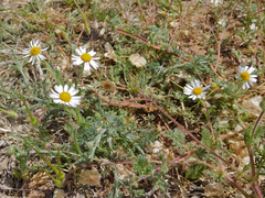 Aphanostephus ramosissimus