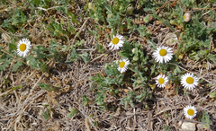 Aphanostephus ramosissimus