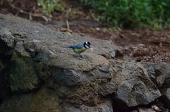 Cyanistes teneriffae teneriffae