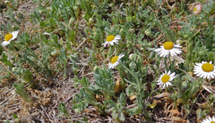 Aphanostephus ramosissimus