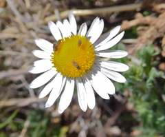 Aphanostephus ramosissimus