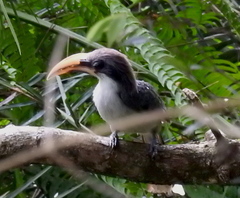 Ocyceros gingalensis