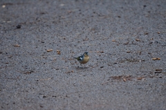 Fringilla coelebs canariensis