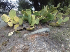 Opuntia anahuacensis