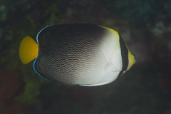 Chaetodontoplus mesoleucus