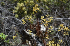 Trichocentrum brachyphyllum